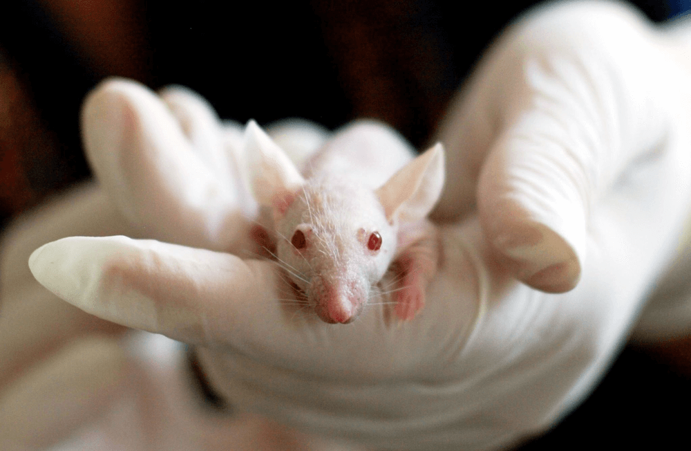 Neurophy Lab - Lab Mouse